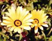 Legile fundamentale ale determinismului in Natura